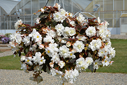 Nonstop Joy Mocca White Begonia (Begonia 'Nonstop Joy Mocca White') at Bayport Flower Houses