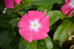 Cora XDR Pink Halo (Catharanthus roseus 'Cora XDR Pink Halo') at Bayport Flower Houses