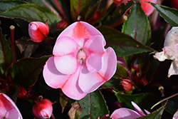 SunPatiens Compact Pink Candy Impatiens (Impatiens 'SAKIMP046') at Bayport Flower Houses