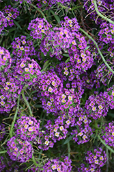 Stream Purple Sweet Alyssum (Lobularia maritima 'Stream Purple') at Bayport Flower Houses