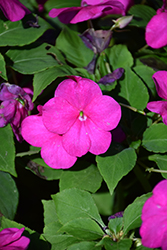 Beacon Violet Shades Impatiens (Impatiens walleriana 'PAS1357834') at Bayport Flower Houses