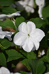 Beacon White Impatiens (Impatiens walleriana 'PAS1357832') at Bayport Flower Houses