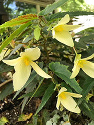 Bossa Nova Yellow Begonia (Begonia boliviensis 'Bossa Nova Yellow') at Bayport Flower Houses