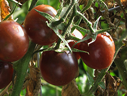 Black Cherry Tomato (Solanum lycopersicum 'Black Cherry') at Bayport Flower Houses
