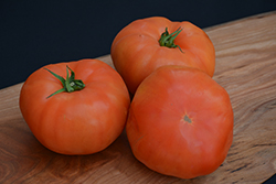 Classic Beefsteak Tomato (Solanum lycopersicum 'Beefsteak') at Bayport Flower Houses