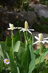 Yerba Mansa (Anemopsis californica) at Bayport Flower Houses