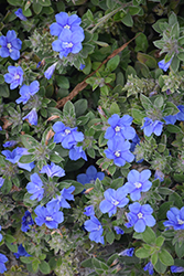 Blue My Mind Morning Glory (Evolvulus 'USEVO1201') at Bayport Flower Houses