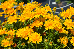 Double the Sun Tickseed (Coreopsis grandiflora 'Double the Sun') at Bayport Flower Houses