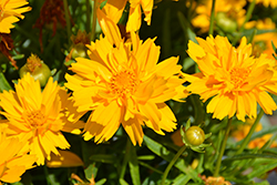 Double the Sun Tickseed (Coreopsis grandiflora 'Double the Sun') at Bayport Flower Houses