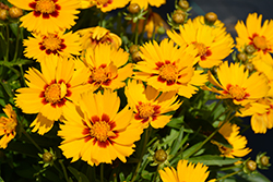 Solanna Bright Touch Tickseed (Coreopsis grandiflora 'Solanna Bright Touch') at Bayport Flower Houses