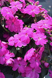 SunPatiens Compact Lilac New Guinea Impatiens (Impatiens 'SakimP063') at Bayport Flower Houses