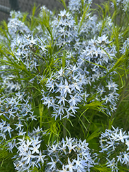 String Theory Blue Star (Amsonia 'String Theory') at Bayport Flower Houses
