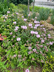 Eastern Beebalm (Monarda bradburiana) at Bayport Flower Houses