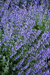 Cat's Meow Catmint (Nepeta x faassenii 'Cat's Meow') at Bayport Flower Houses