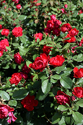 Oso Easy Double Red Rose (Rosa 'Meipeporia') at Bayport Flower Houses
