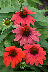 Artisan Red Ombre Coneflower (Echinacea 'PAS1257973') at Bayport Flower Houses