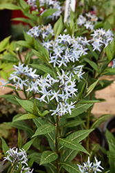 Starstruck Blue Star (Amsonia 'Starstruck') at Bayport Flower Houses